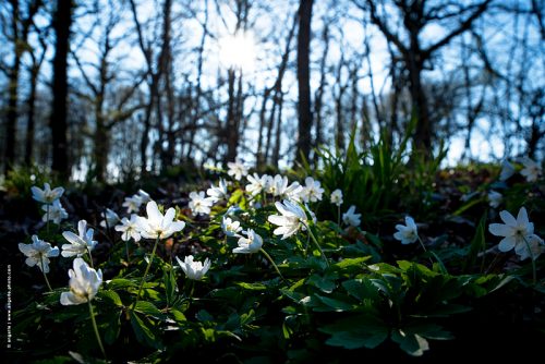 photo © angelle fleurs blanches printemps soleil foret lumiere fragile mouvement