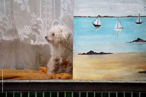 photo© angelle chien vitrine tableau peinture bateau bichon scène de village magasin