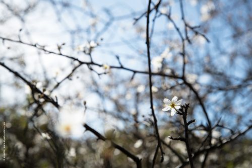 photo © angelle fleur épine noire printemps neige de pétale douceur mouvement zen
