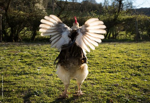 photo © angelle coq de dos poulailler plumes posture comique mouvement lumiere campagne