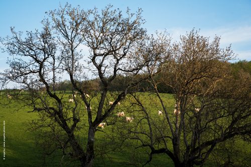 photo © angelle arbres nus printemps vaches troupeau pré soirée filtre