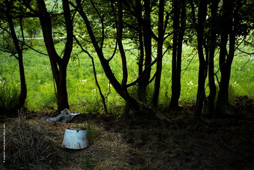 photo © angelle arbres lisière de pré campagne printemps vert sceau lumiere contre jour insolite