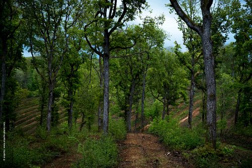 photo © angelle arbres foret déforestation ligne géométrique intervention humaine en milieu naturel dégradation force nature