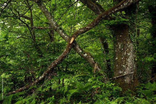 photo © angelle foret arbres feuillage branches croix barré