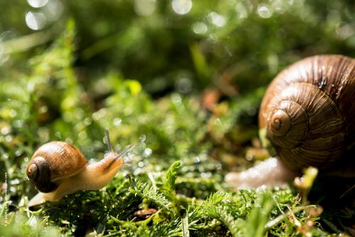 photo © angelle escargot petit adulte apprentissage chemin herbe nature campagne suivre