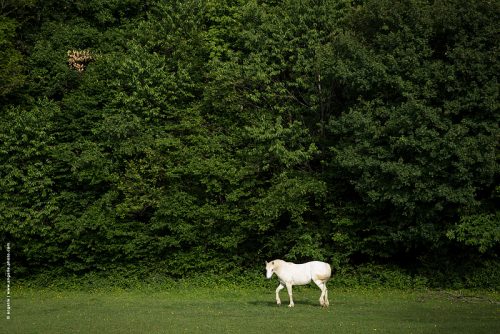 photo © angelle campagne cheval mouvement foret écho paysage