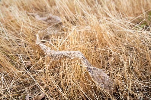 photo © angelle été foin mue serpent étrange vide douceur peur chemin sinueux
