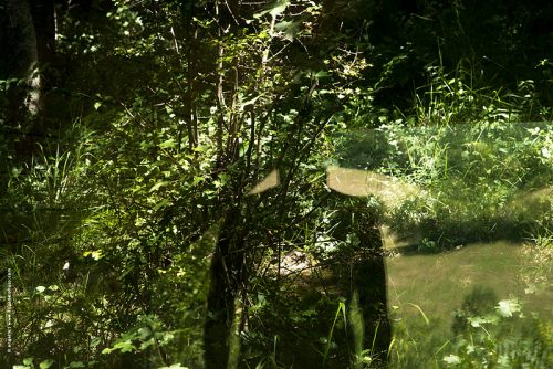 photo © angelle silhouette nature herbe foret paysage reflets étrange 