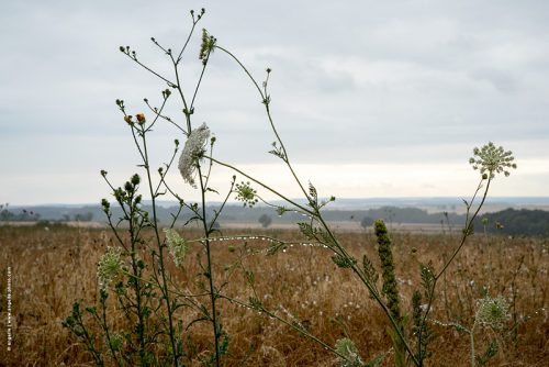 photo © angelle fleurs graminées pluie goutes paysage campagne étendu poésie chapelet légèreté