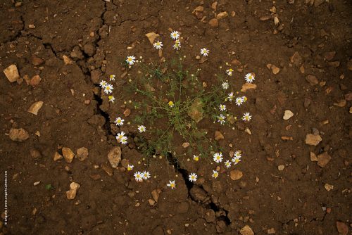 photo © angelle terre culture insolite fleurs ronde crevasse légèreté  poésie