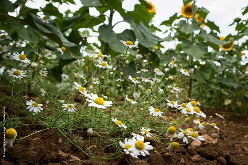 photo © angelle fleur champs tournesol point de vue nature campagne culture insolite