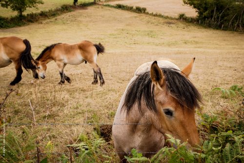 photo © angelle chevaux ardannais trio jeune cheval triangle construction harmonie ete douceur