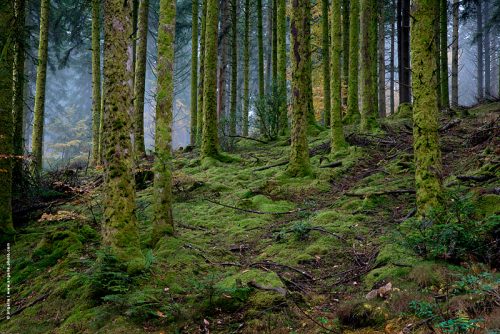 photo © angelle foret vert mousse morvan étrange magique brume enchantée