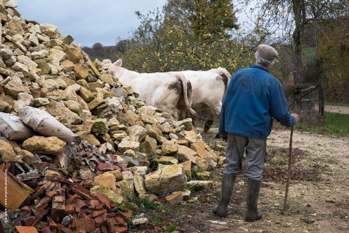photo © angelle vaches troupeau paysan regard élevage ferme soin