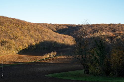 photo © angelle paysage fin d'automne 4 arbres soleil dénudé culture ligne campagne lumiere 