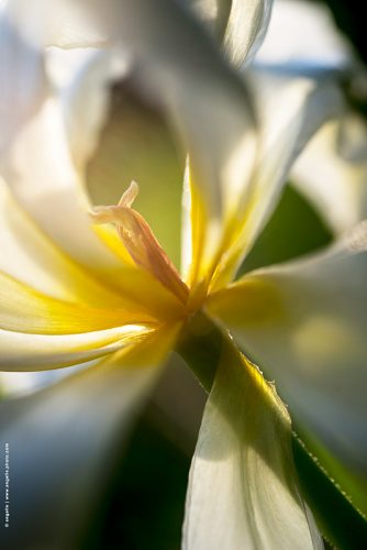photo © angelle fleur pétale couleur transparence lumiere tulipe printemps