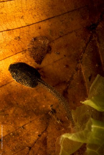 photo © angelle tetard feuille aquatique marre foret nature elevage paillete or reve  imaginaire grenouille