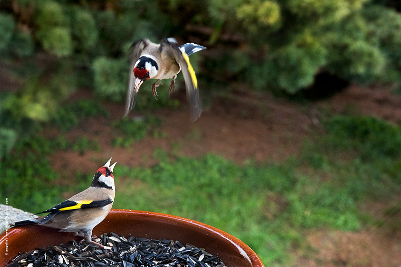 photo © angelle chardonerais combat fenetre etonnant nature oiseau nouriture graine jardin conflit 