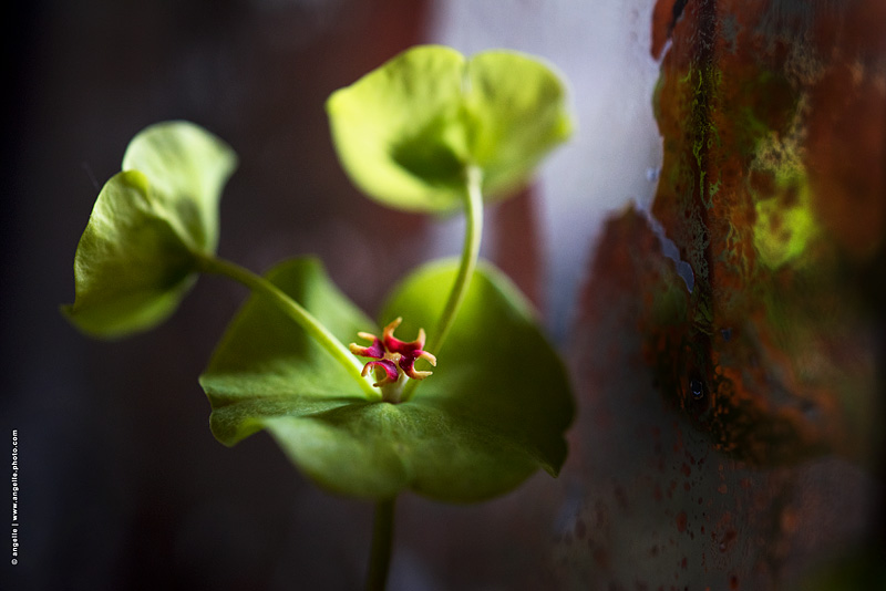 photo © angelle euphorbe des bois quantique fleur feuille divise etrange reflet mysterieux miroir