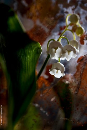 photo © angelle muguet foret premier mai fleur mysterieuse 