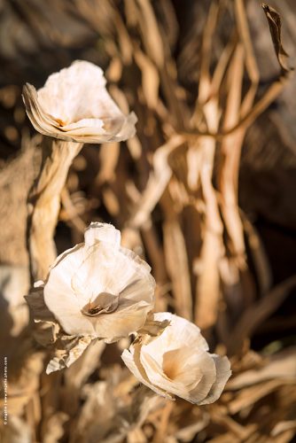 photo © angelle ail epluchure fleur d'ail imagination campagne recolte