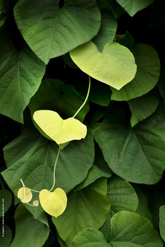 photo © angelle plantes mouvement jeunesse elegance vert jardin