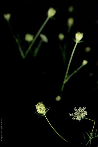 photo © angelle fleur de carottes nuit promenade mystere poesie 