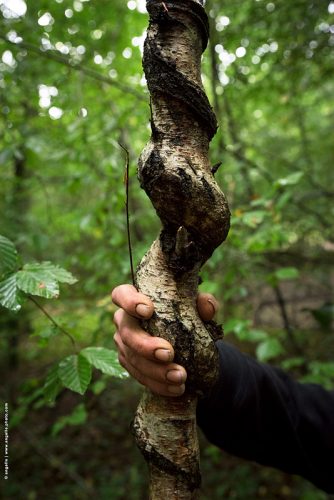 photo © angelle bois tordu bouleau foret trouvaille cadeau mouvement 