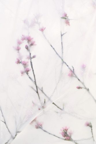 photo © angelle fleurs de pecher rose boutons voile d'hivernage douceur poesie