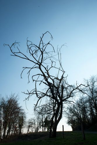 phot © angelle arbre contrejour torturer mouvement crepuscule silhouette elan etrange effrayant