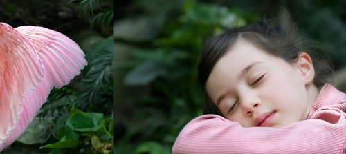 photo © angelle enfance reve ailes oiseaux montage sommeil filette douceur